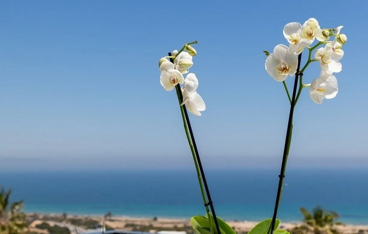 3 bedroom apartment for sale - Bentley Hurst